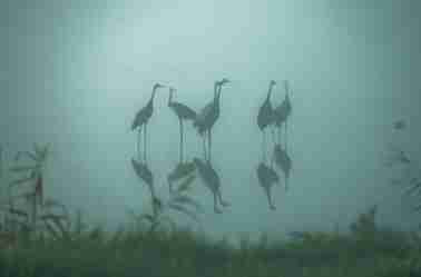 Грызла жизнь