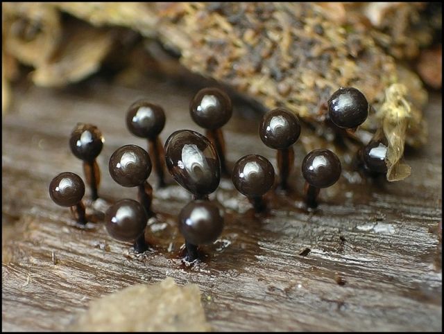 Грибная плесень...