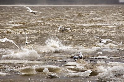 Где вы чайки,