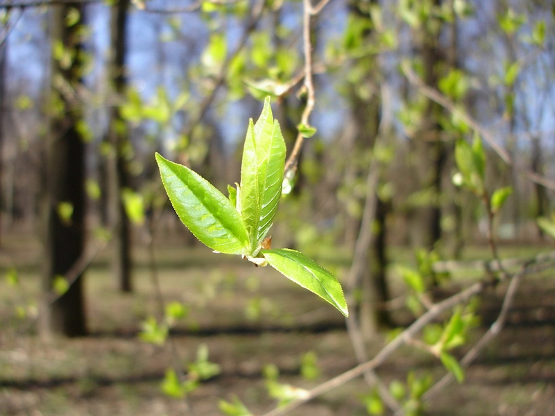 Строение дерева для детей. Сочинение опавшие осенние листья. Весенние листья. Почки на деревьях. Что делают листья на деревьях.