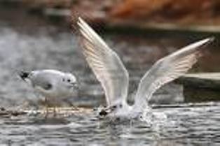 Плачет небо