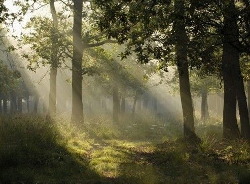 Как отрадно в русском лесу