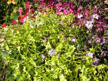 И чуть-чуть нарядней станет на земле