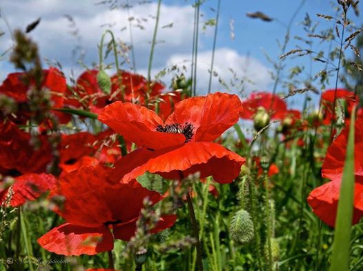 Мои любимые...