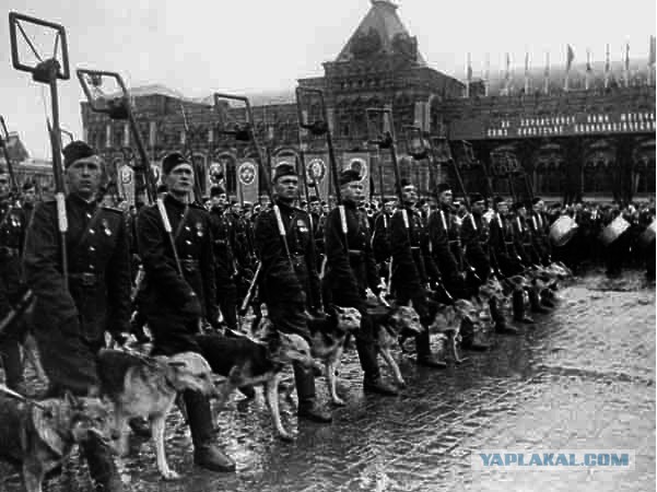 Собаке-сапёру Джульбарсу