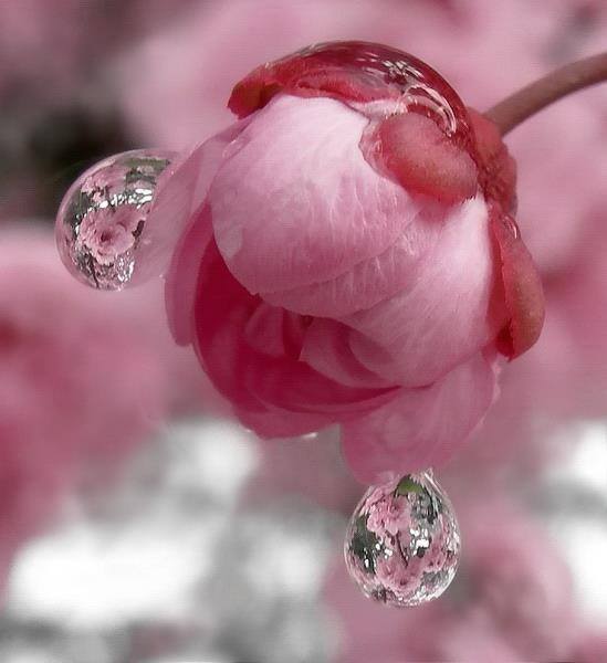 Вот эта капелька...