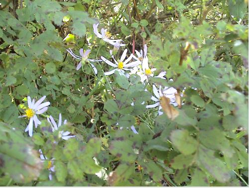 По душе, да в калошах