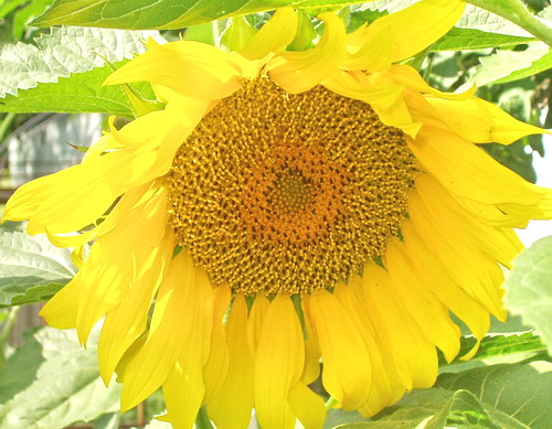 Живое совершенство