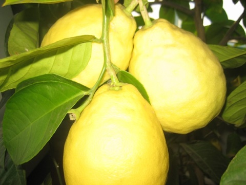 А я запала на лимон