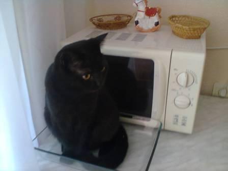 Про кота Зарисовка