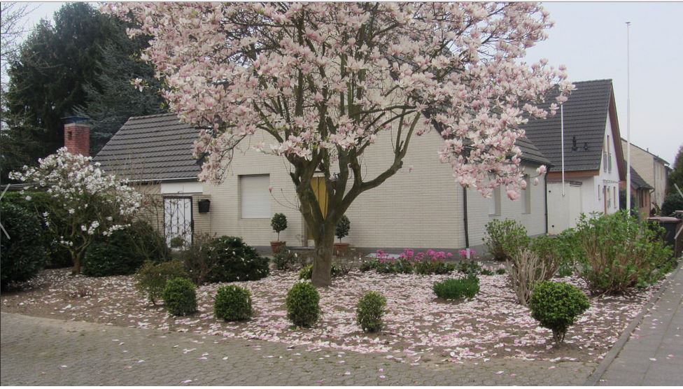 Магнолия весной