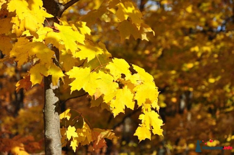 Нежность в шорохе осенних листьев...