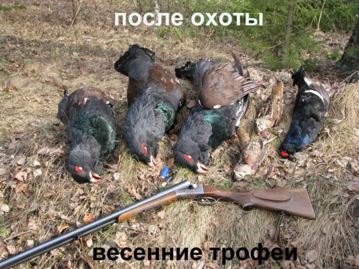 Убивали птицу весной