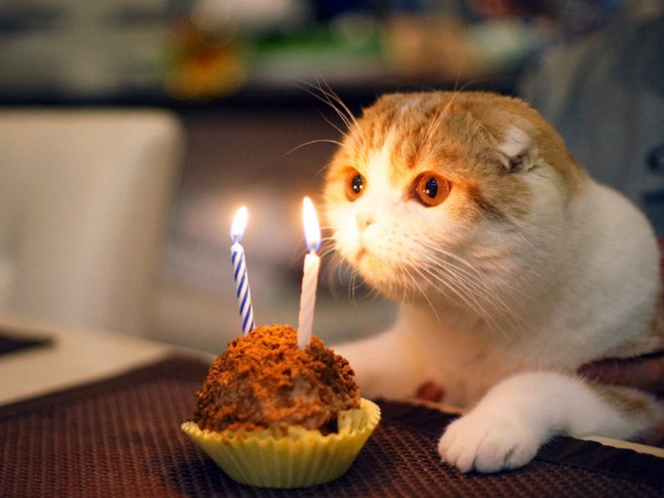 День рождения котика