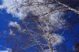 Вновь всею грудью дышит небо