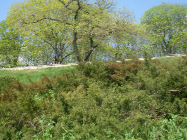 Первый снег