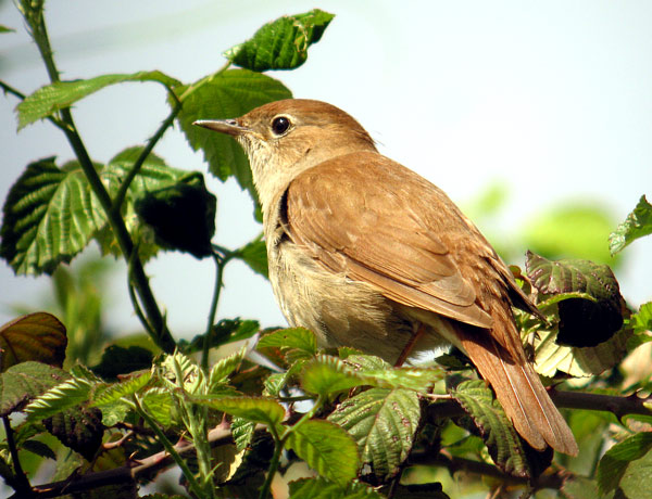 В ожидании весны