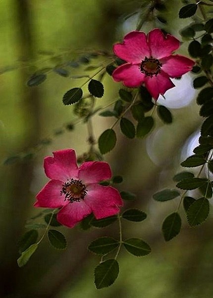 Мы разлюбим...