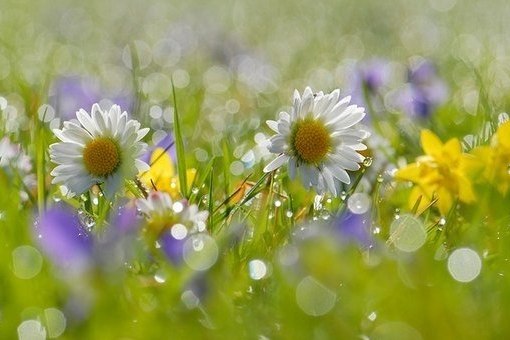 Утра сказочная нега