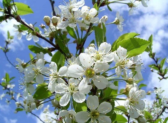 Весна и любовь