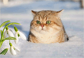 День подснежника