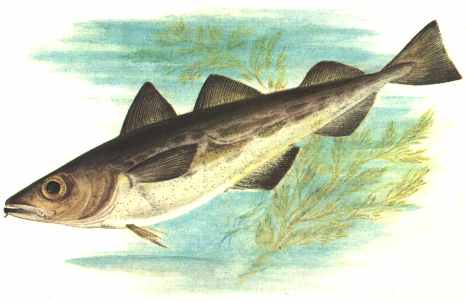 Ода минтаю - будущей крабовой палочке!