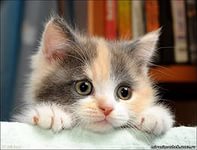 Про котика...