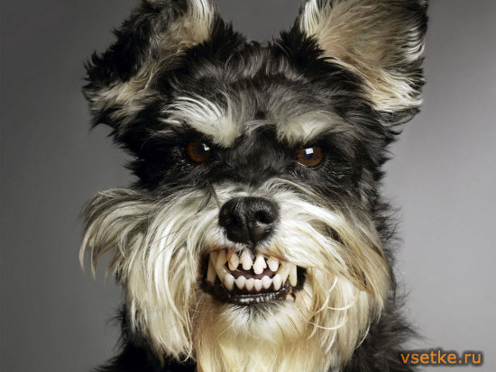 Дачные войны! Юмор-9