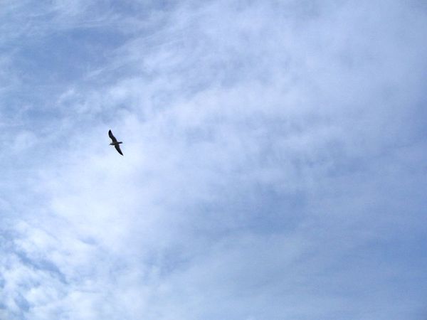 Мне бы подружиться с облаками