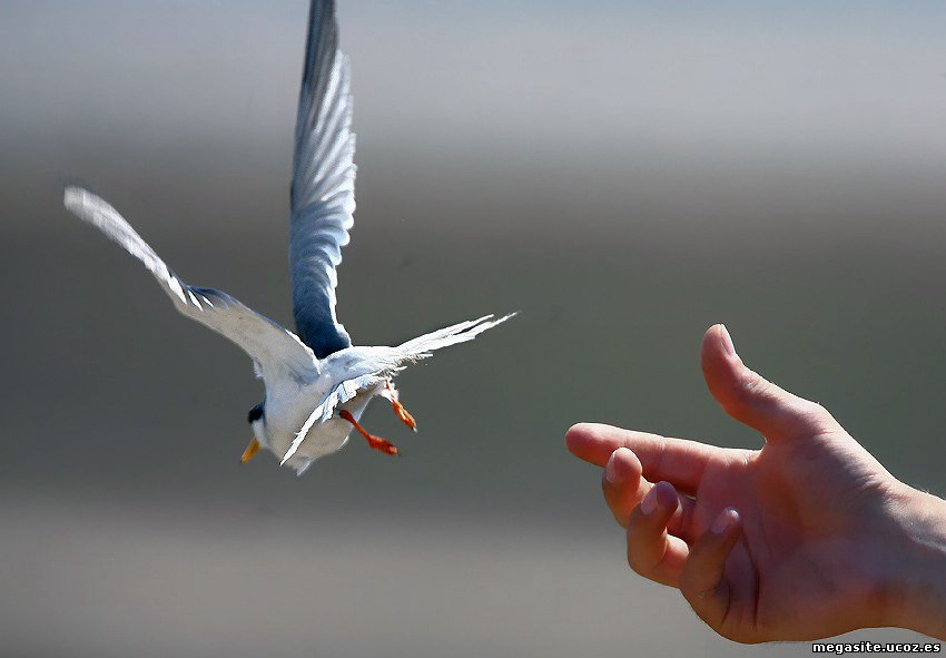 Птица-Печалица