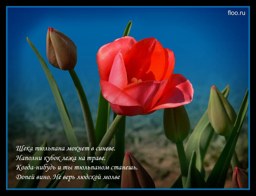 Стихи про тюльпаны и весну. Стихи про тюльпаны. Стихотворение про тюльпан. Красивые слова о тюльпанах. Высказывания о тюльпанах.