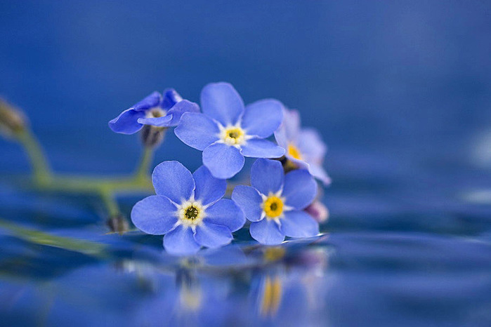 Признание самураю