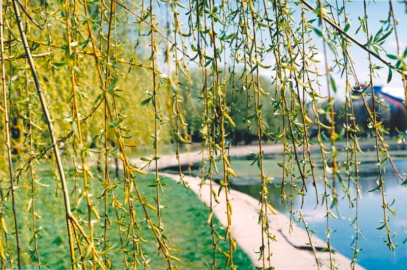 Плакучая ива. Ветка ивы. Ветки ивы поставить в воду. Ветки ивы поставить в воду. Ветки ивы поставить в воду.