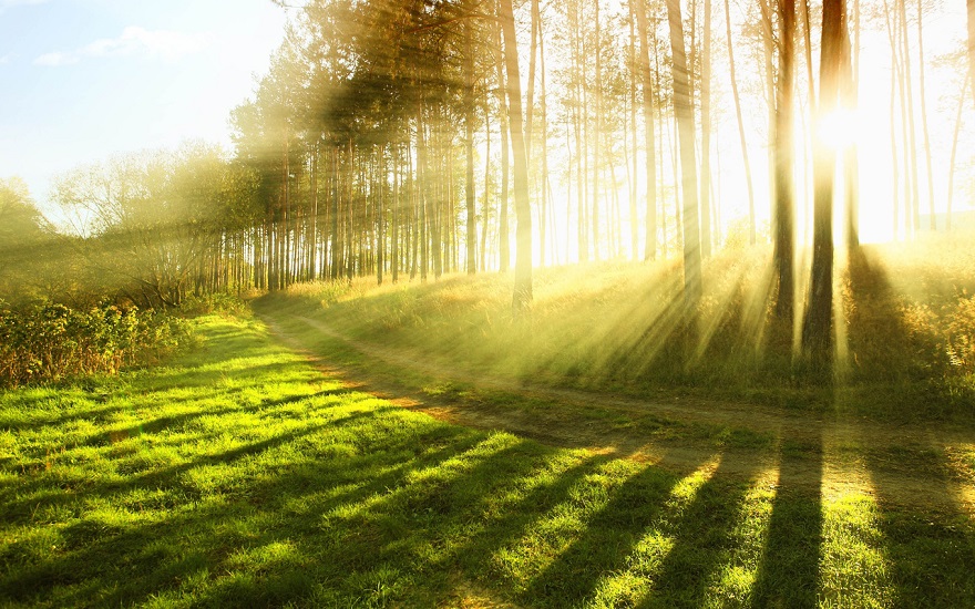 Солнечный лес