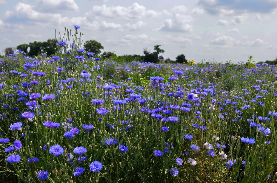 Поле памяти