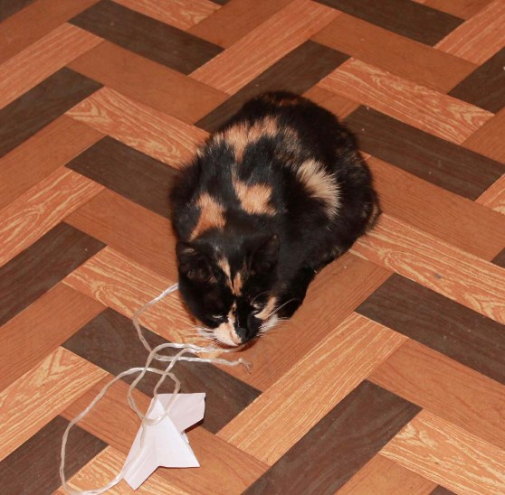 Кошка-черепашка