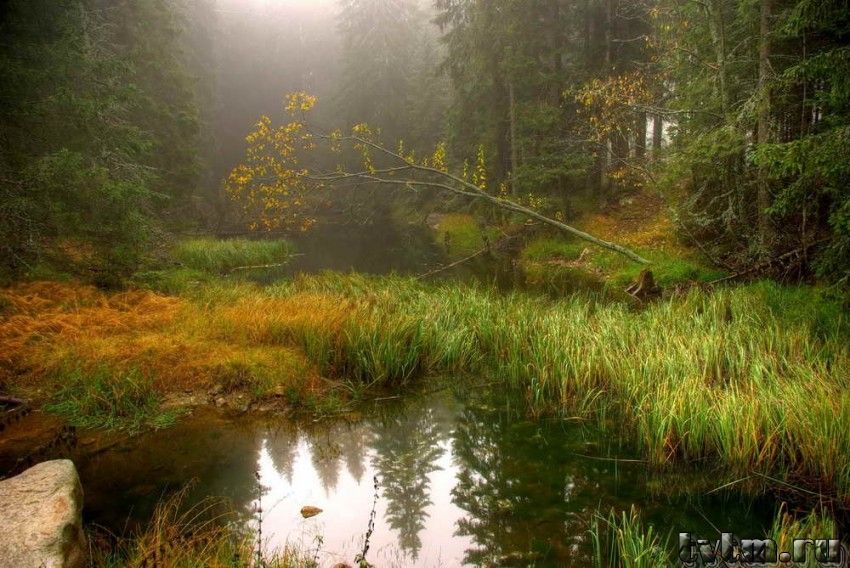 Осенний лес