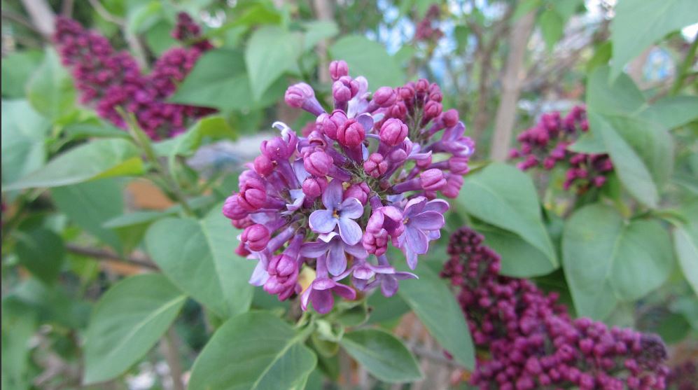 Сиреневое счастье