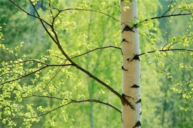 После дождя