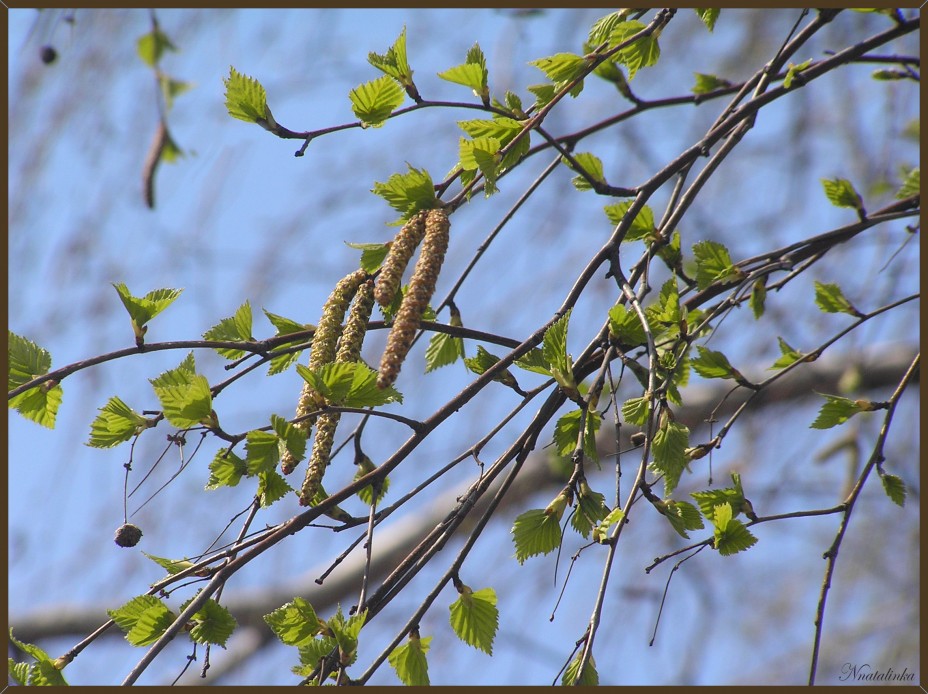 Освежила матушка водица