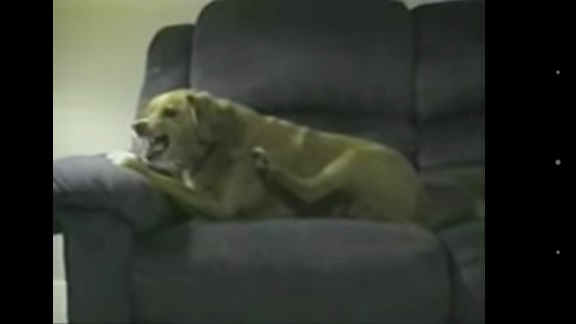 Бой за кость