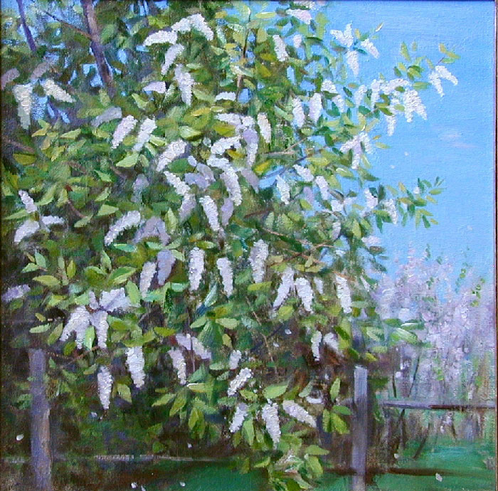 Дерево Черемуха Картинки Для Детей – Telegraph