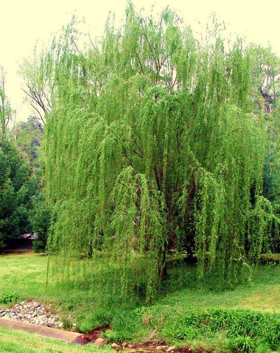 Плакучая ива
