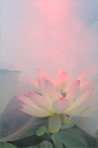 От сердца Нить