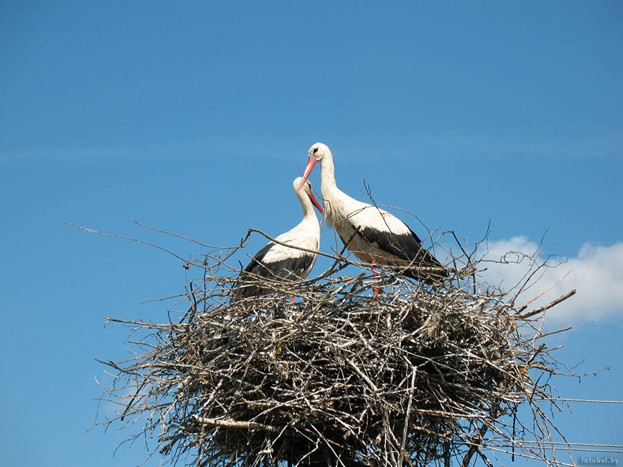 аисты в гнезде
