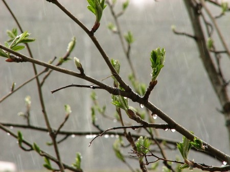 Майский дождь