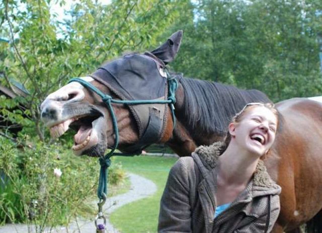 Синяя лошадь