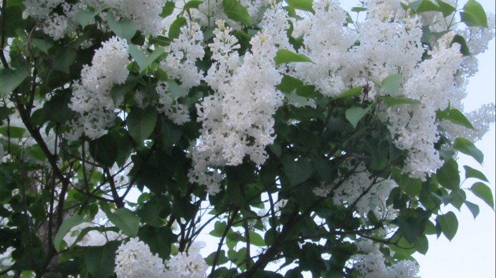 Май гуляет в разгаре