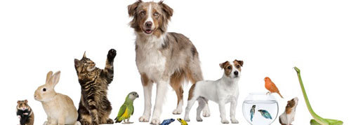 Иллюзия покорных