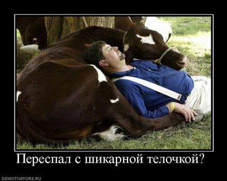 Телка